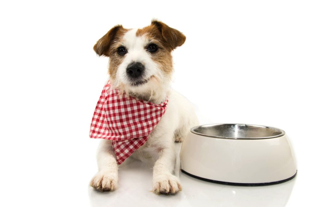 Top 10 Best Dry Dog Foods for 2025: Balanced Nutrition for Every Pup