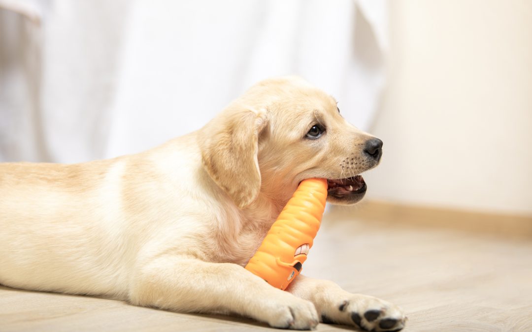 Top 10 Longest-Lasting Chew Toys for Tough Chewers