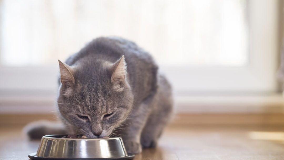 10 Most Bought Cat Food Toppings