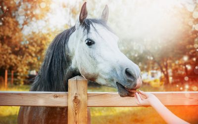 5 Top Electrolyte & Vitamin Supplements for Horses