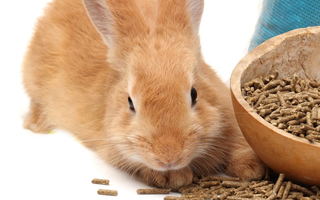 Top 10 Best Rabbit Feeds