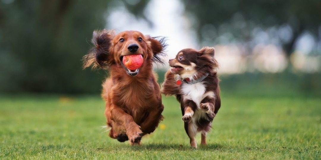 Top 10 Most Reviewed Allergy & Immune Support Products for Dogs