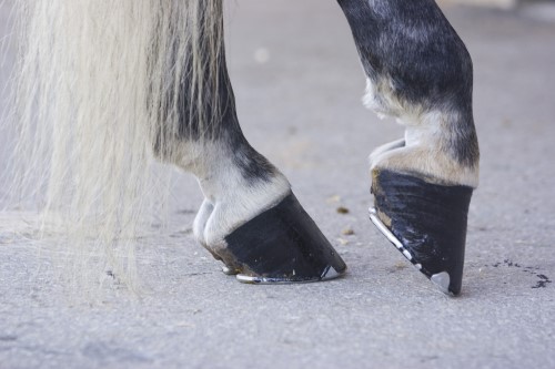 Top 8 Bestselling Horse Hoof Care Products