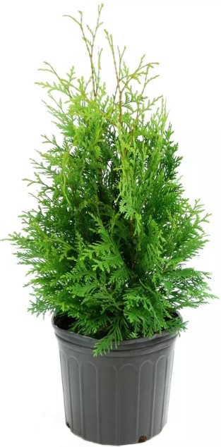 arborvitae-green-giant-u-s-d-a-hardiness-zones-5-8-cottage-hill instant-pot-rio-wide-7-5qt-7-in-1-electric-pressure-cooker-38-multi-cooker