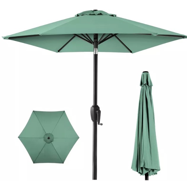 ponytail-palm-1pc-national-plant-network