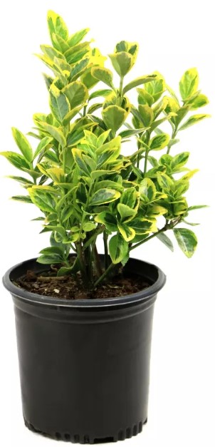 euonymus-39-golden-39-1pc-in-2-5-quart-container-national-plant-network-u-s-d-a-hardiness-zones-6-9 cuisinart-1-3-cu-ft-microwave-oven