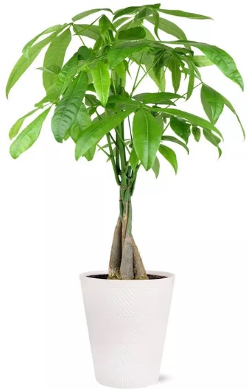 live-5-34-money-tree-houseplant-in-evi-pottery-planter infuse-10-5qt-family-cooker