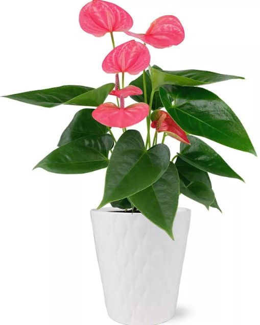 live-5-34-sweet-dream-pink-anthurium-houseplant-with-moss-in-evi-planter t-fal-20pc-simply-cook-nonstick-cookware-set
