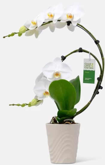 live-5-34-wave-orchid-potted-plant-colors-may-vary cuisinart-classic-3-5qt-stainless-steel-saute-38-steamer-set-with-helper-handle-and-cover-83-3