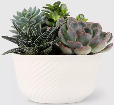 live-6-34-succulent-garden-houseplant- maytag-1-3-cu-ft-microwave-oven