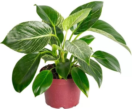 live-6-philodendron-birkin-potted-houseplant oxo-food-chopper-white
