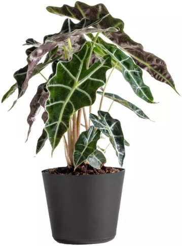 live-alocasia-polly-elephant-ear-plant-in-6-34-standard-black-planter greenpan-rio-3pk-7-34-9-5-34-38-11-34-ceramic-nonstick-frypan-set-turquoise