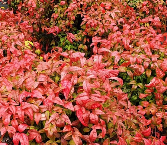 national-plant-network-outdoor-live-fire-power-nandina-plant masterchef-3pc-bamboo-cutting-board-set-with-juice-grooves-essential-collection